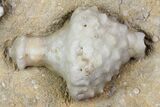 Fossil Crinoids (Uperocrinus & Physetocrinus) - Missouri #80803-2